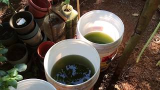 How to grow Green Water Algae [upl. by Rubenstein336]