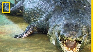 Voici Lolong le plus gros crocodile du monde [upl. by Al]