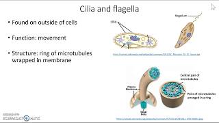 Cilia and flagella [upl. by Ainimreh411]