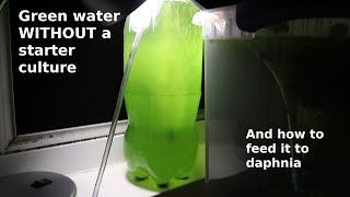 Green Water WITHOUT a Starter Culture  From Scratch  How To [upl. by Lledor]