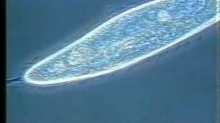 Flagella amp Cilia  A Level Biology [upl. by Roderick]