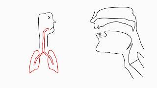 Phonetics Articulation [upl. by Aesoh6]