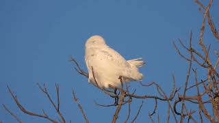 Harfang des neiges [upl. by Ahslek]