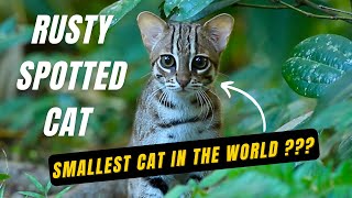 Smallest Cat In The World  The Rusty Spotted Cat [upl. by Hewe]