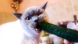 Cat vs cucumber  funny cats compilation [upl. by Cann151]