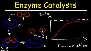 Enzymes  Catalysts [upl. by Theadora539]