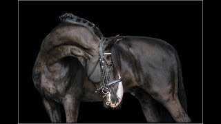 PierreEquestrian Music Video [upl. by Mungovan896]