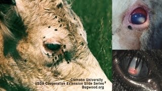 Pink Eye In Beef Cattle Causes Diagnosis Treatment  DL Step DVM [upl. by Blankenship]