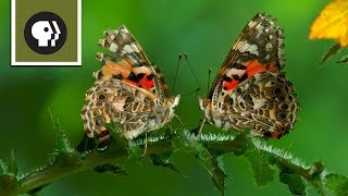 The Remarkable Way that Butterflies Mate [upl. by Candi]