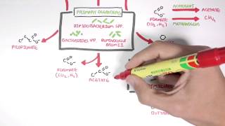 Starch Fermentation In the Digestive Tract [upl. by Enohs839]