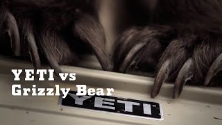 YETI vs Grizzly Bear  YETI Coolers [upl. by Ellac879]