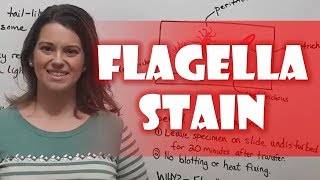 Flagella Stain [upl. by Icyaj]