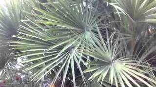 Chamaerops humilis  Mediterranean European Fan Palm [upl. by Neelrad250]