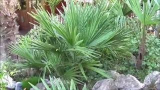 Chamaerops humilis grow rate [upl. by Ellehcam]