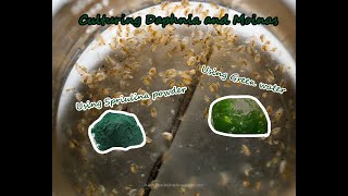 How To Culture Daphnia and Moinas using Green Water Spirulina powder [upl. by Zilevi774]