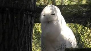 Snowy Owl Hooting [upl. by Adriana]