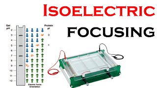 Isoelectric focusing in 2d gel electrophoresis [upl. by Arlynne]