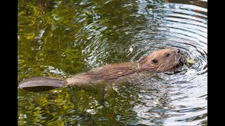 Beaver Building A Dam [upl. by Pownall]