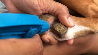 Removing canine hyperkeratosis [upl. by Nalac526]