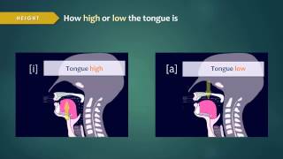 Introduction to Articulatory Phonetics Vowels [upl. by Lamrouex101]