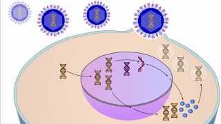 The Viral Life Cycle [upl. by Seta]