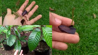 How to plant mahogany seeds in 2 ways [upl. by Sueahccaz]