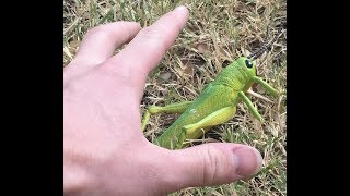 How to catch grasshoppers for fishing bait [upl. by Ardnak]