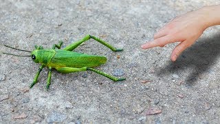 GIANT GRASSHOPPER [upl. by Owades]