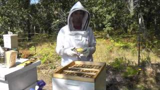 Treatment of Varroa Mites [upl. by Trina]