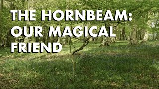 Hornbeam Our Magical Friend [upl. by Atsira]