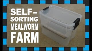 How to build a mealworm farm [upl. by Fulbright214]