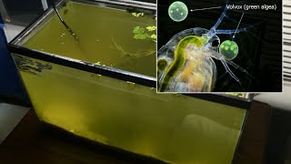 Raising Daphnia for the Freshwater Aquarium [upl. by Haduhey]