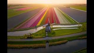 Tulips in The Netherlands 4k [upl. by Etteyafal]