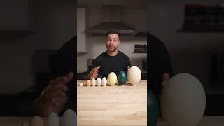 I Cooked the World’s CRAZIEST Eggs [upl. by Airtal554]