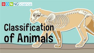 Classification of Animals [upl. by Ain]