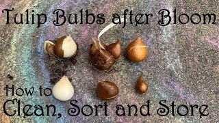 Tulip Bulbs after Bloom  How to Clean Sort and Store [upl. by Tjader644]