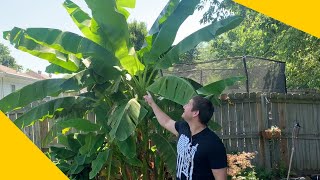 How To Grow A Banana Tree At Home In Any Climate [upl. by Loralyn765]