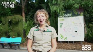 Virtual Tour of Melbourne Zoo [upl. by Initof154]