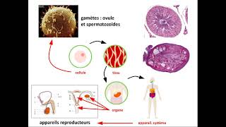 SVT 2nde  structure histologique du testicule [upl. by Suehtomit275]