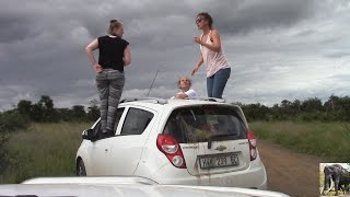 Kruger Park Tourists Out Of Car At Lion Sighting [upl. by Hgiel]