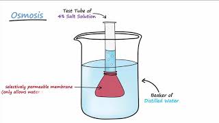 Diffusion amp Osmosis [upl. by Hgielra578]