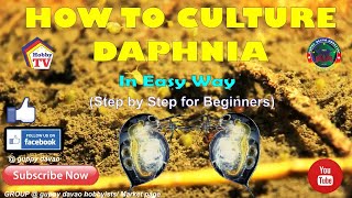 HOW TO CULTURE DAPHNIA In Easy Way [upl. by Vullo]