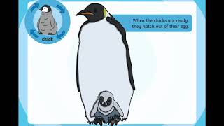 Life Cycle of a Penguin [upl. by Icak]