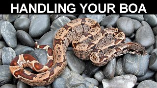 Handling Your Boa Constrictor [upl. by Eiresed]