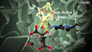 How Enzymes Work from PDB101 [upl. by Riebling634]