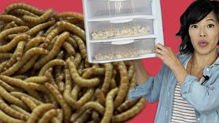 GROW Mealworms for FOOD  DIY Mealworm Farm  BUGMAS 2018  Day 1 [upl. by Hsepid]