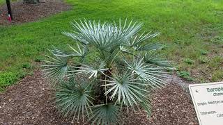 Chamaerops humilis quotceriferaquot  The Silver Mediterranean Fan Palm from Morocco [upl. by Kermie]