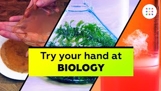 5 biology experiments you can do at home [upl. by Nodnas662]