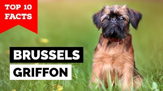 Brussels Griffon  Top 10 Facts [upl. by Kim560]