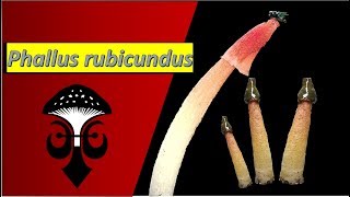 Phallus rubicundus the orange stinkhorn mushroom Part I [upl. by Aicil]